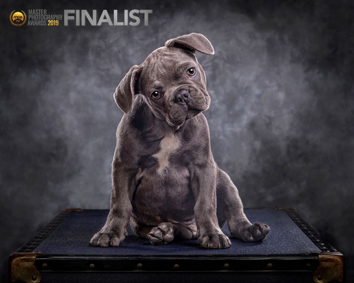 Award winning Dog photography finalist entry