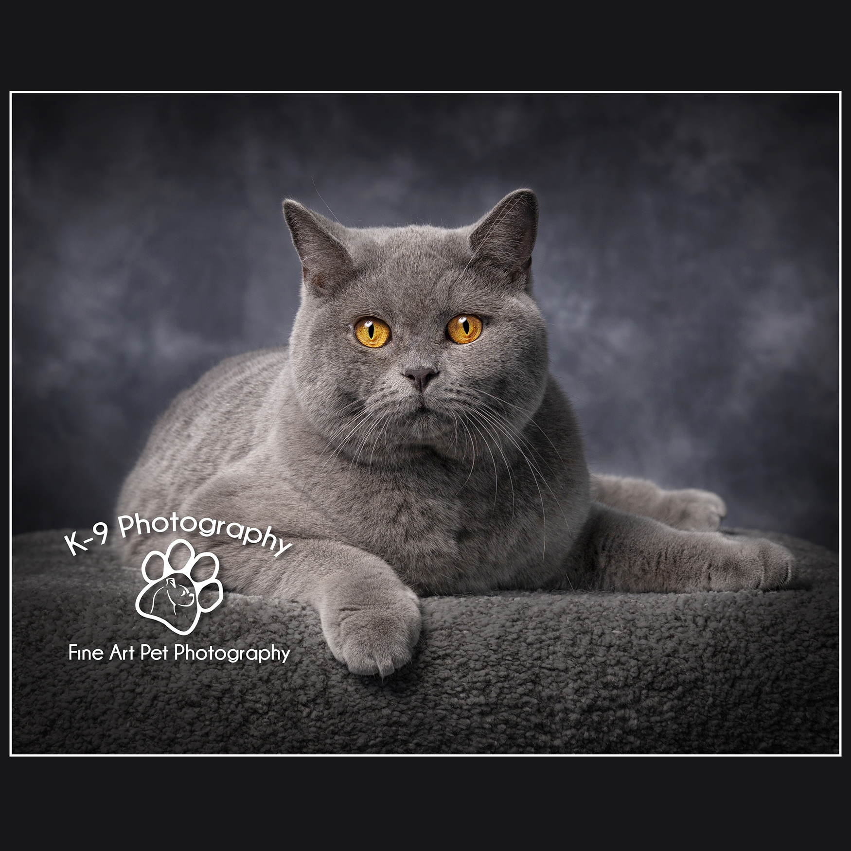 Studio Pet Photography for Dogs, Cats, Parrots & other animals