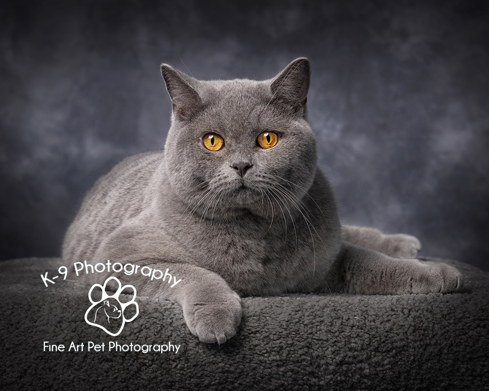 Cat photographer in London and Hertfordshire