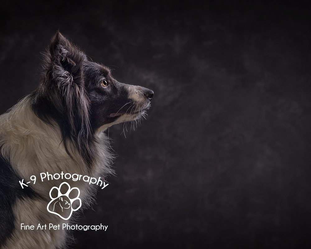 Studio Pet Photography for Dogs, Cats, Parrots & other animals