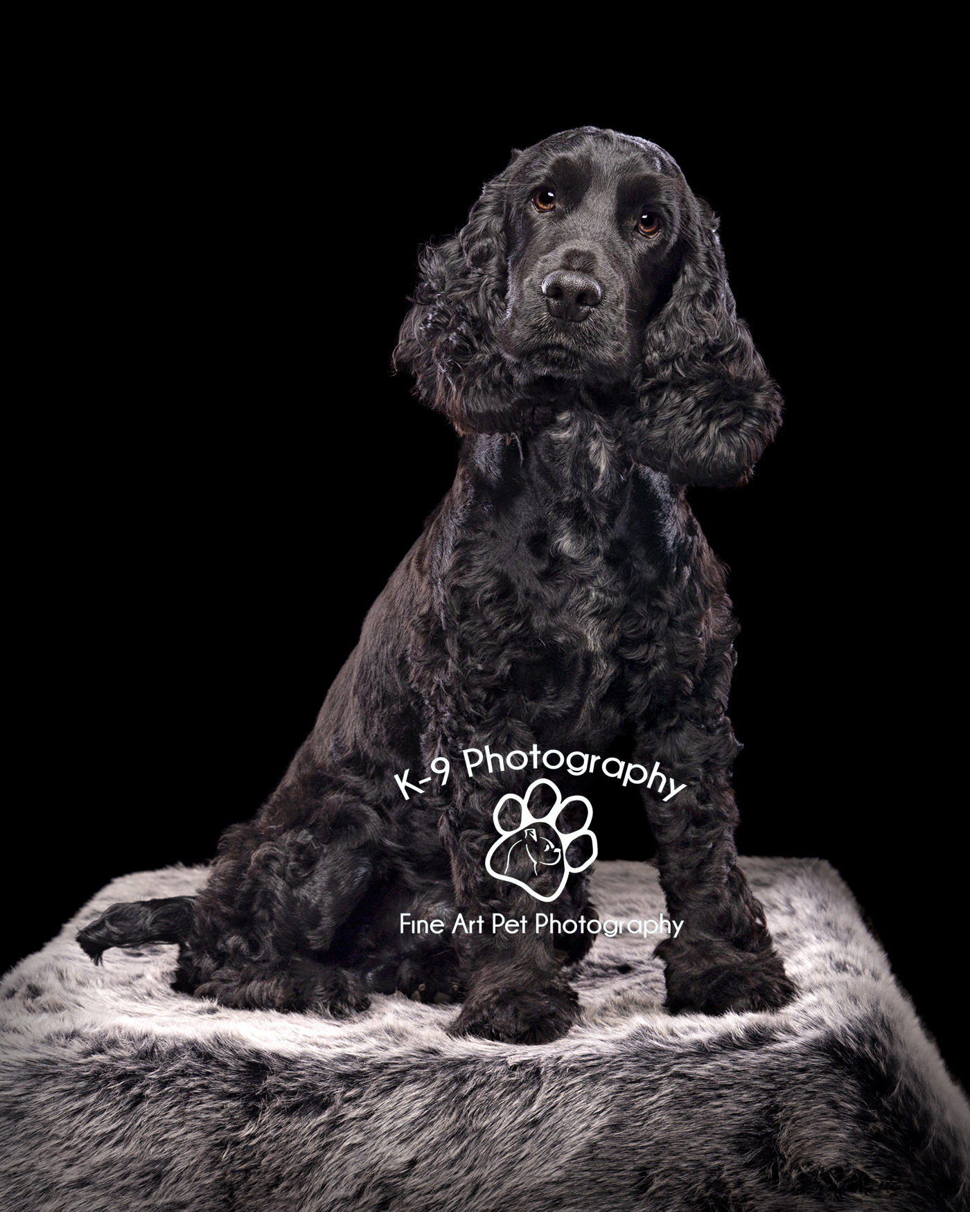 Dog photography in the studio with a Black Spaniel