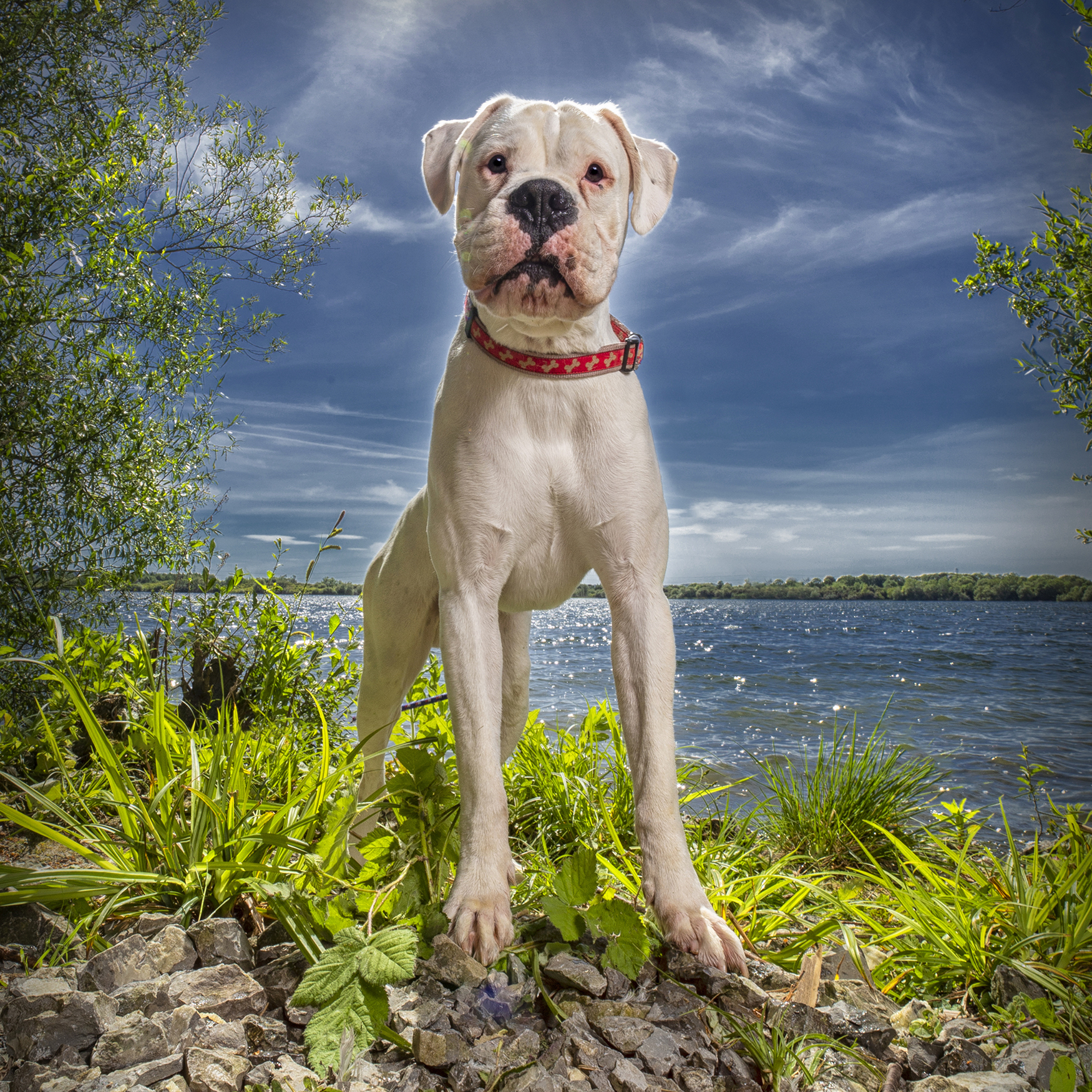 pet photography in the UK and abroad by Adrian Bullers