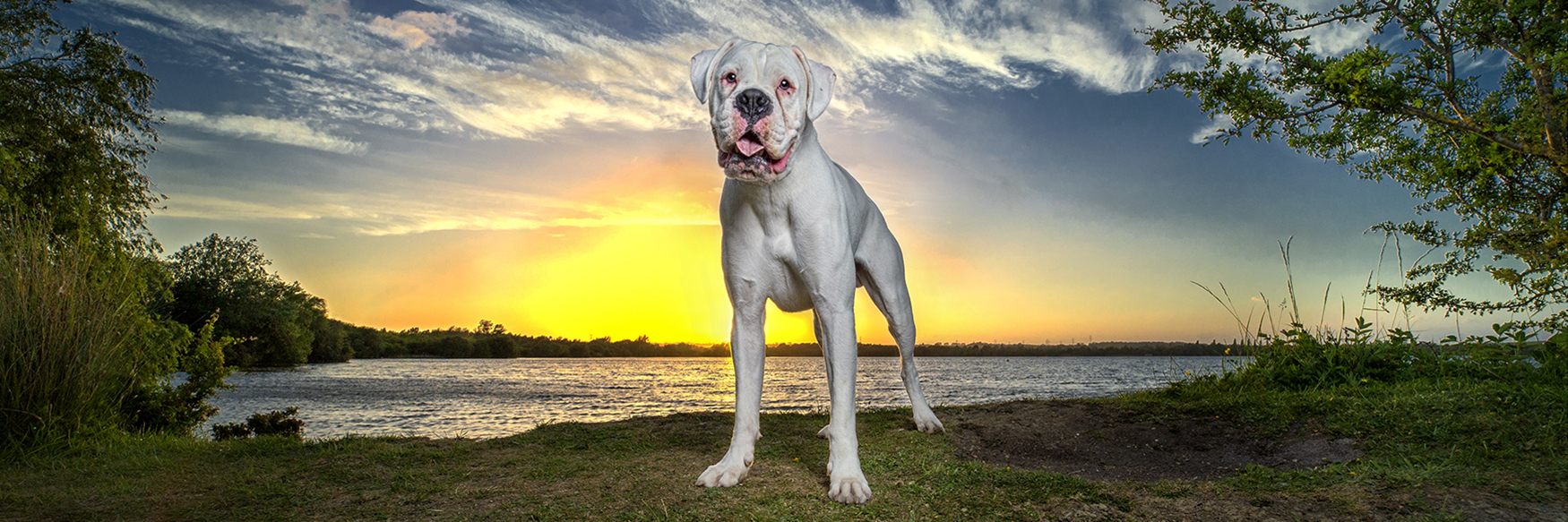 Amazing pet photography by UK Dog and Pet photographer Adrian Bullers