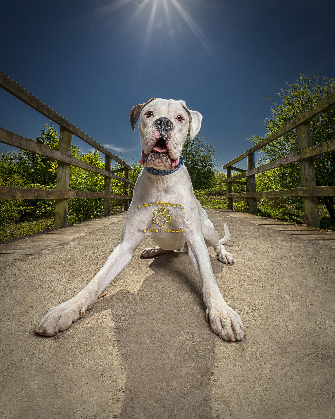 Outdoor Award winning Dog Photography from professional Bedford Pet photographer Adrian Bullers