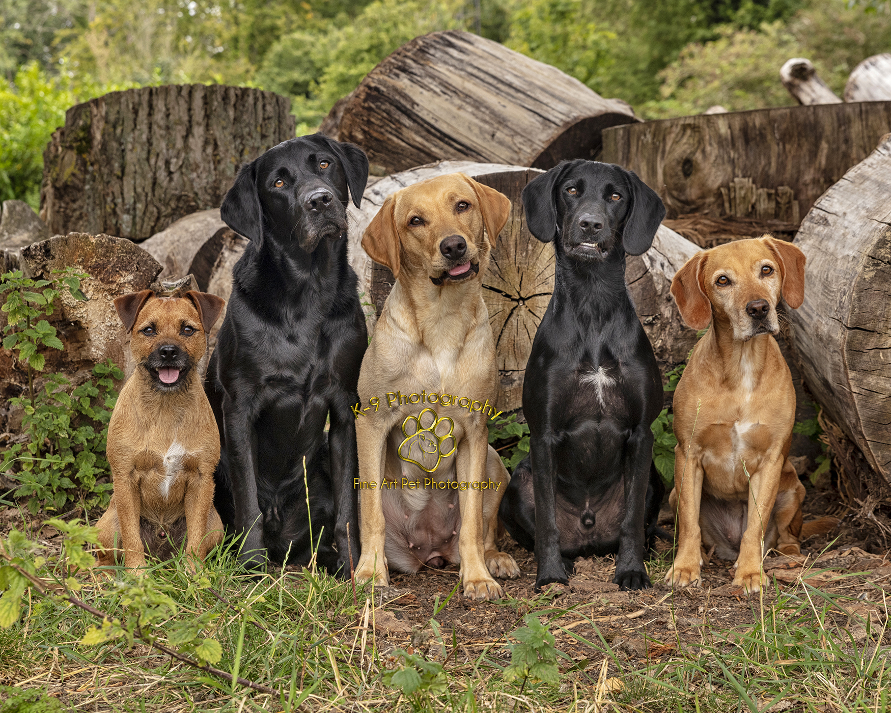 Location Dog Photography in Bedford | Photographed outdoors on location by professional Bedfordshire Pet photographer Adrian Bullers