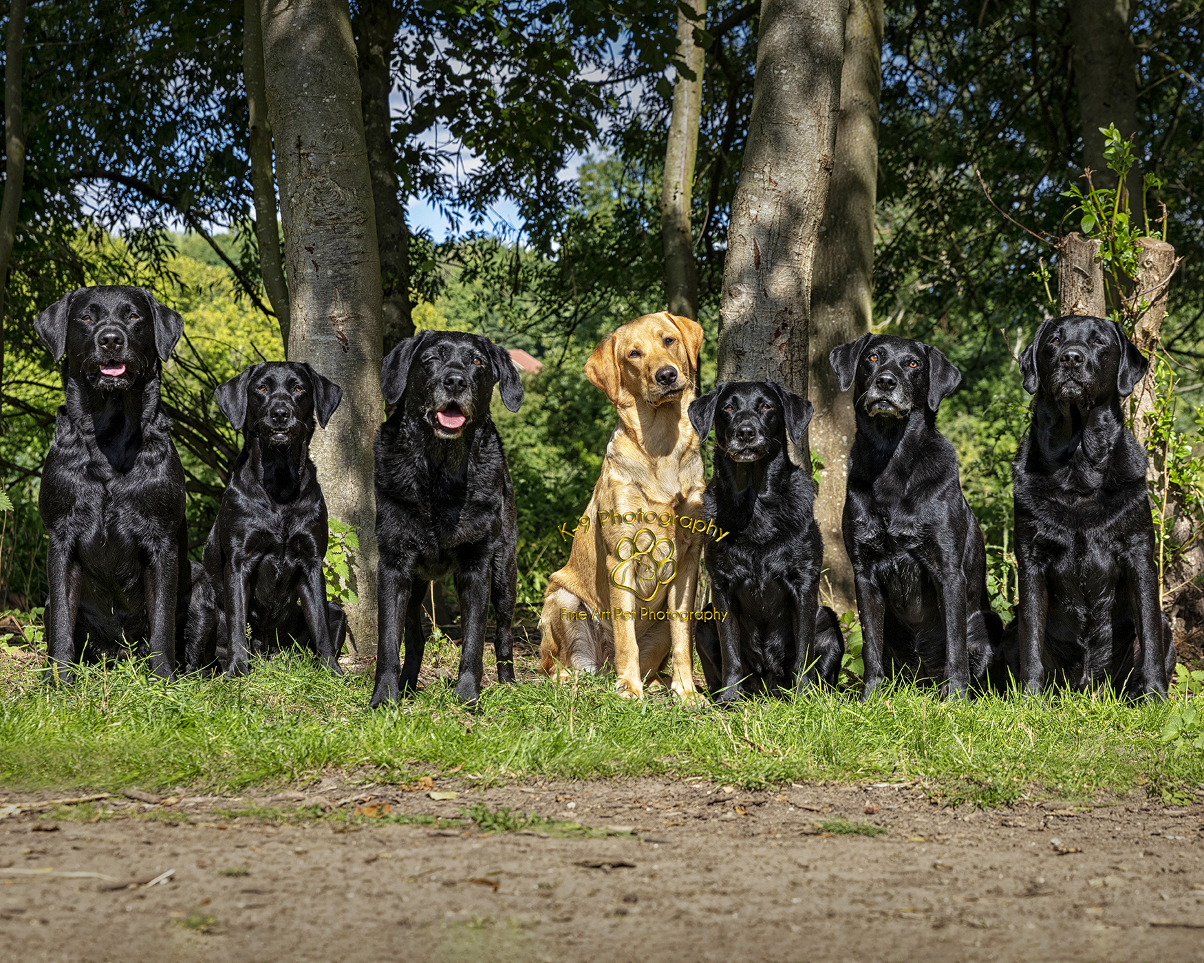 professional pet photography in Bedfordshire by Adrian Bullers | this beautiful black Labrador dog was photographed on location by award winning Pet photographer Adrian Bullers AMPA