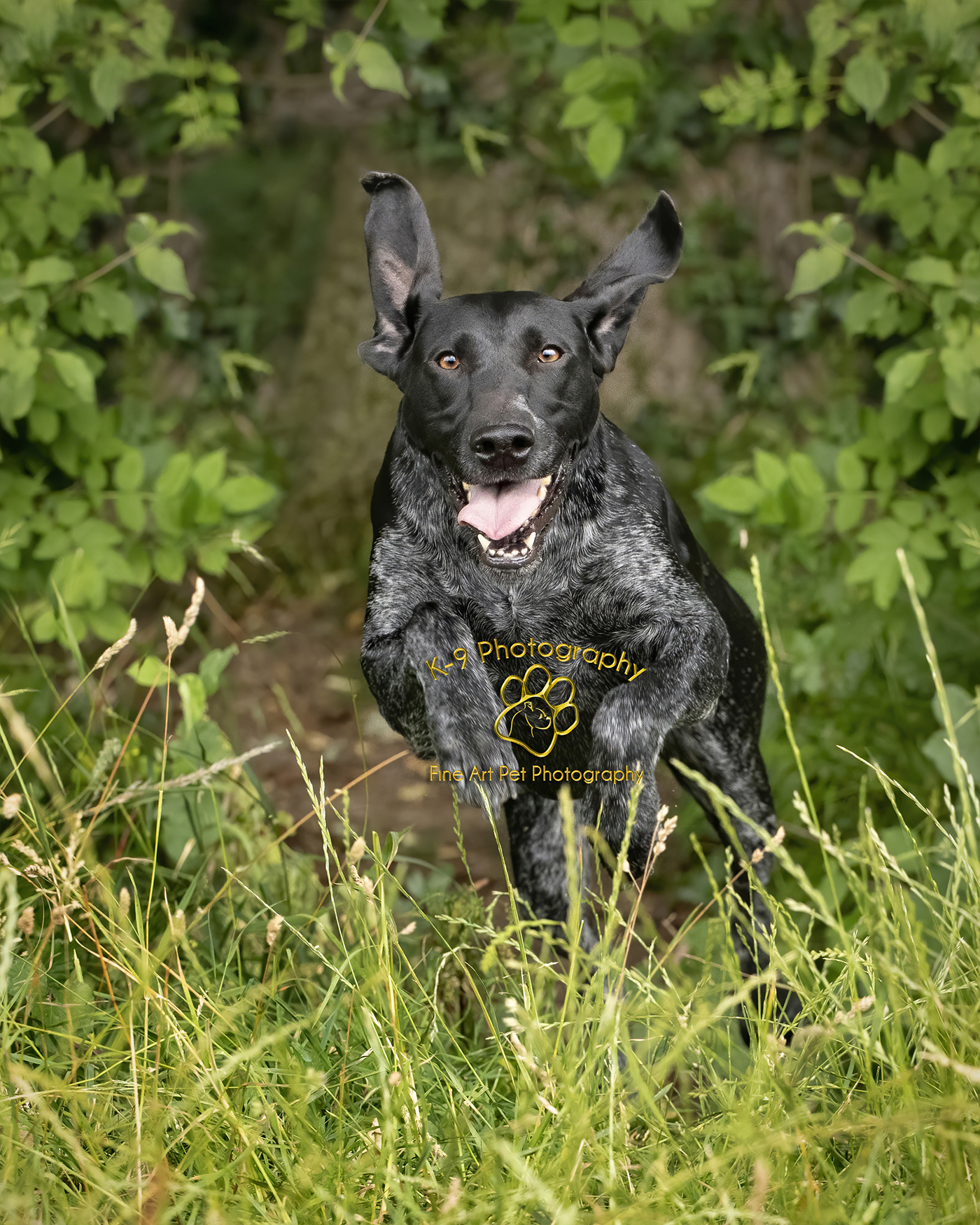 Adrian Bullers  for Award winning outdoors and location pet Photography in England