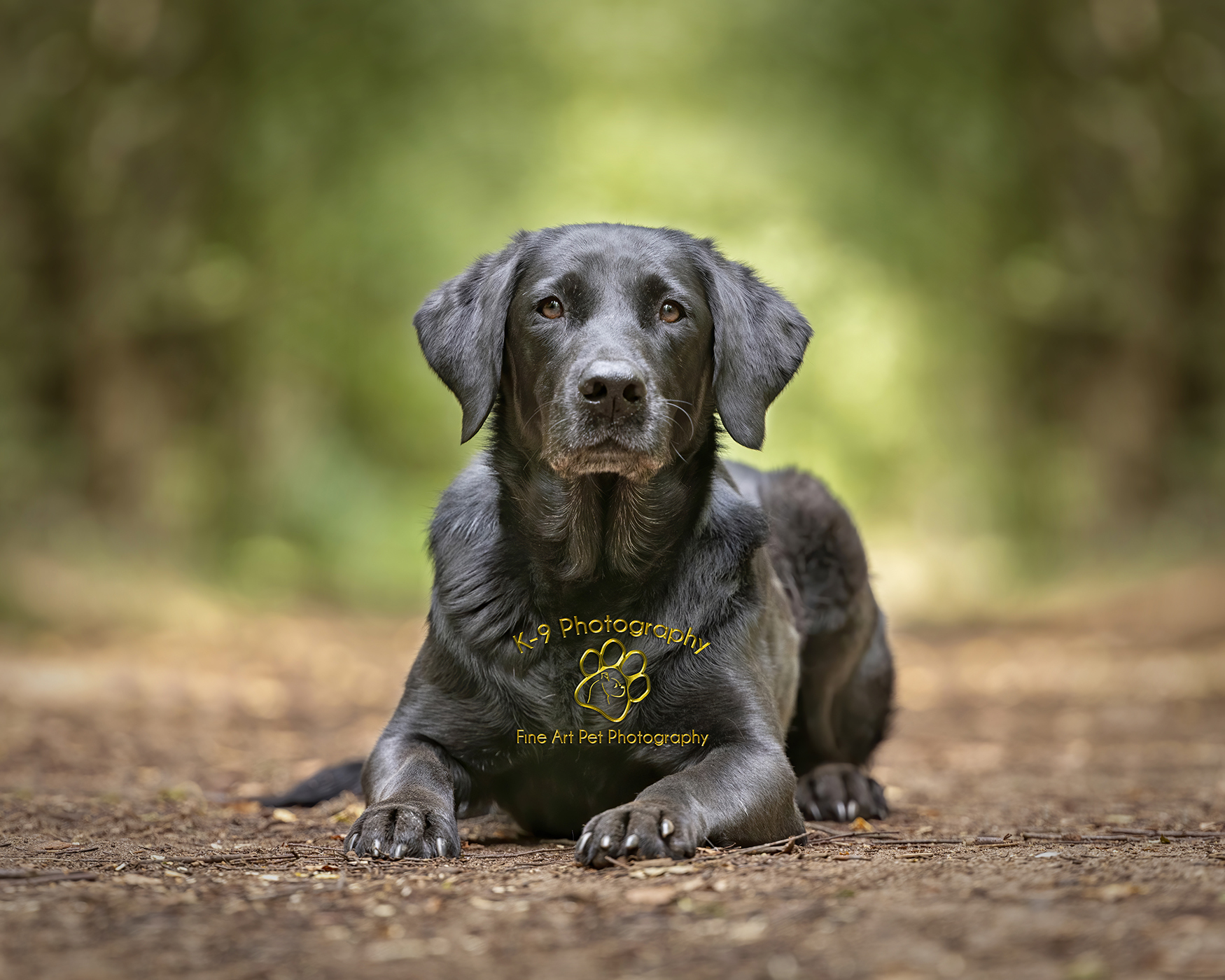 professional pet photography in Bedfordshire by Adrian Bullers | this beautiful Labrador was photographed on location by Bedford Pet photographer Adrian Bullers