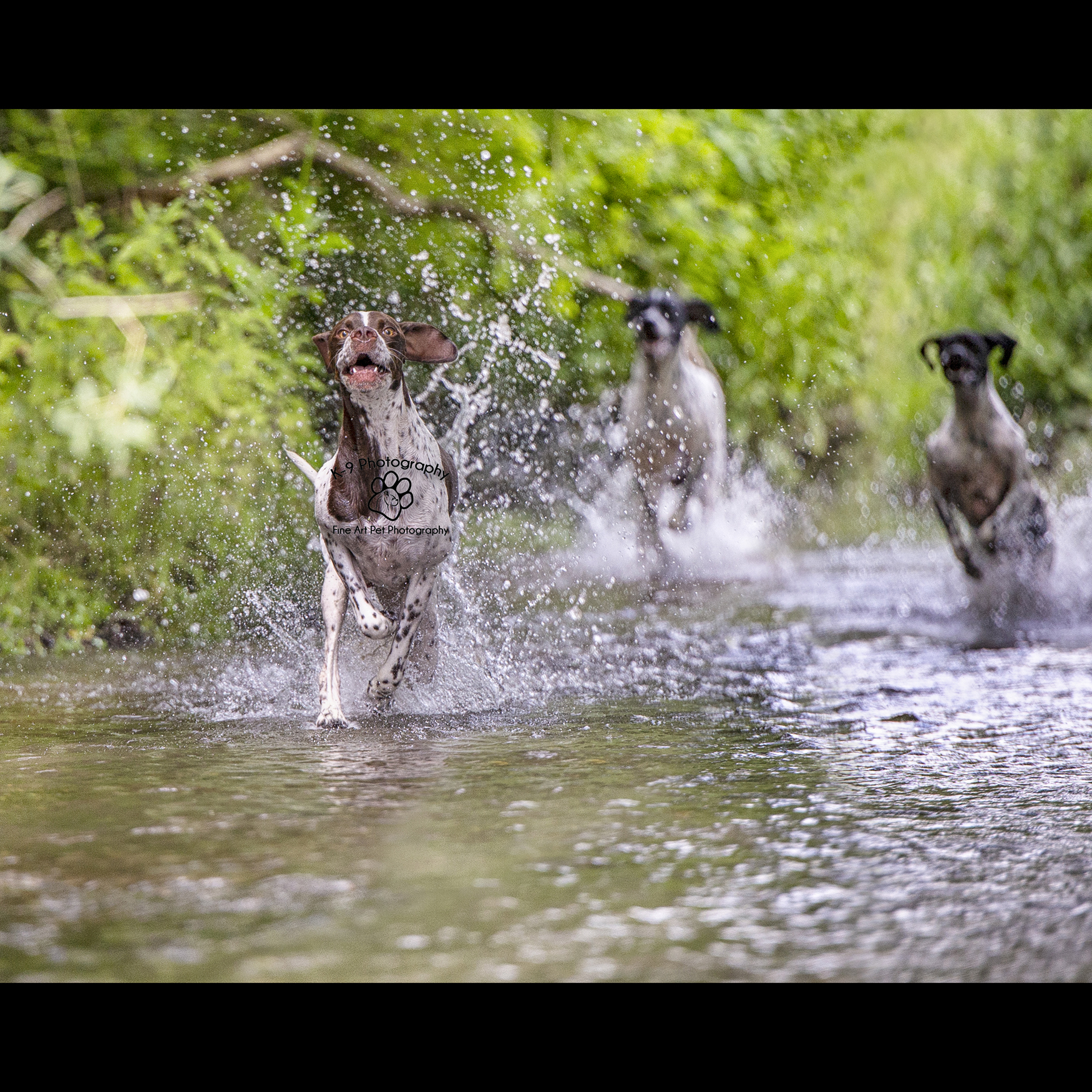 Dog photography on location action in Hertfordshire