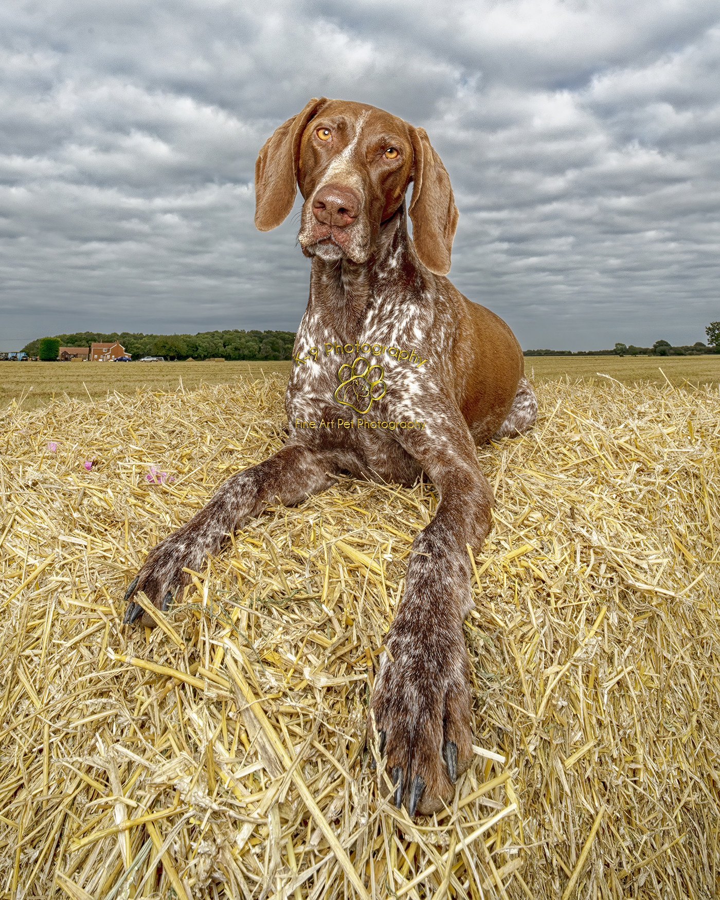 k-9 Photography - Photographer Bedfordshire Studio Dog Photography Portraits