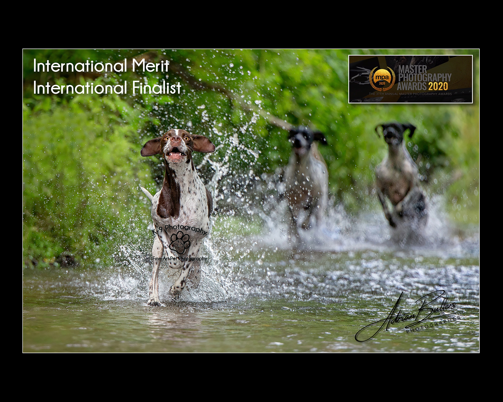Dog photography action shot by Master Dog photographer Adrian Bullers AMPA