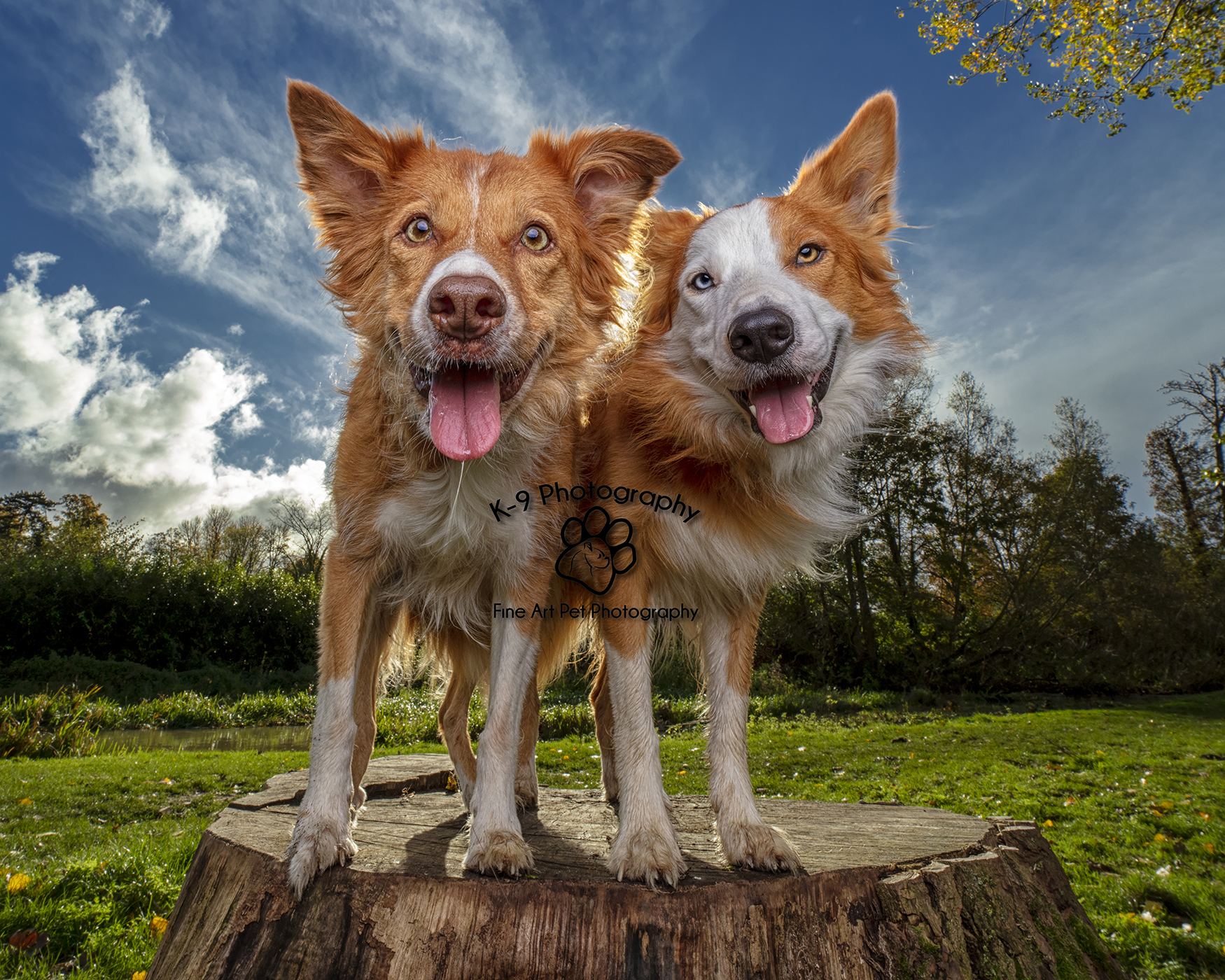 Award winning location Dog Photography from Bedford Pet photographer Adrian Bullers