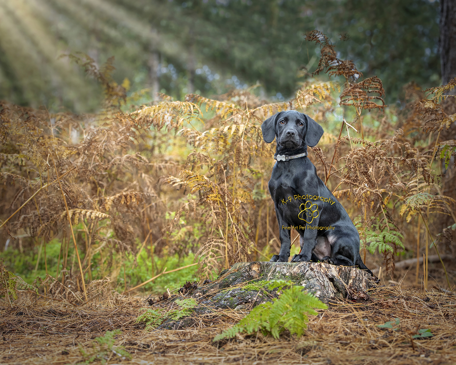 Award winning Dog Photography from Bedford Pet photographer Adrian Bullers