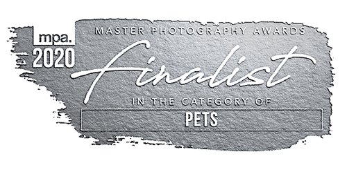 Award winning Dog photography finalist
