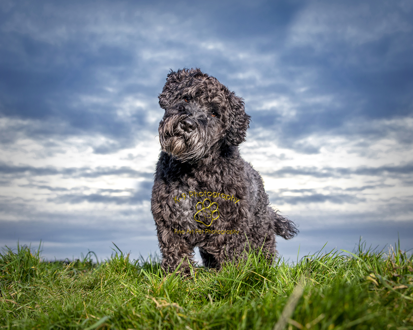 Dog and Pet Photography specialist in Bedford, Bedfordshire | professionally photographed on location by award winning Dog and Pet photographer Adrian Bullers