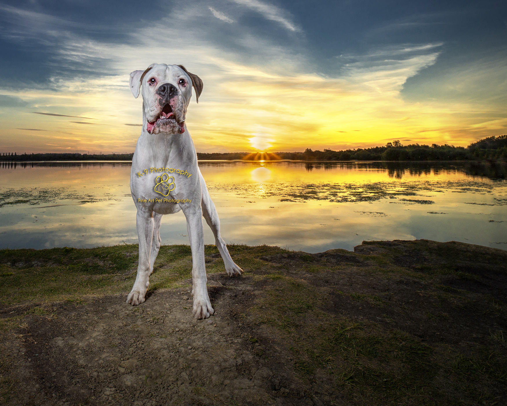 dog photography in London, Hertfordshire and Bedfordshire by K-9 photography - Frankie the boxer dog taken at sunset