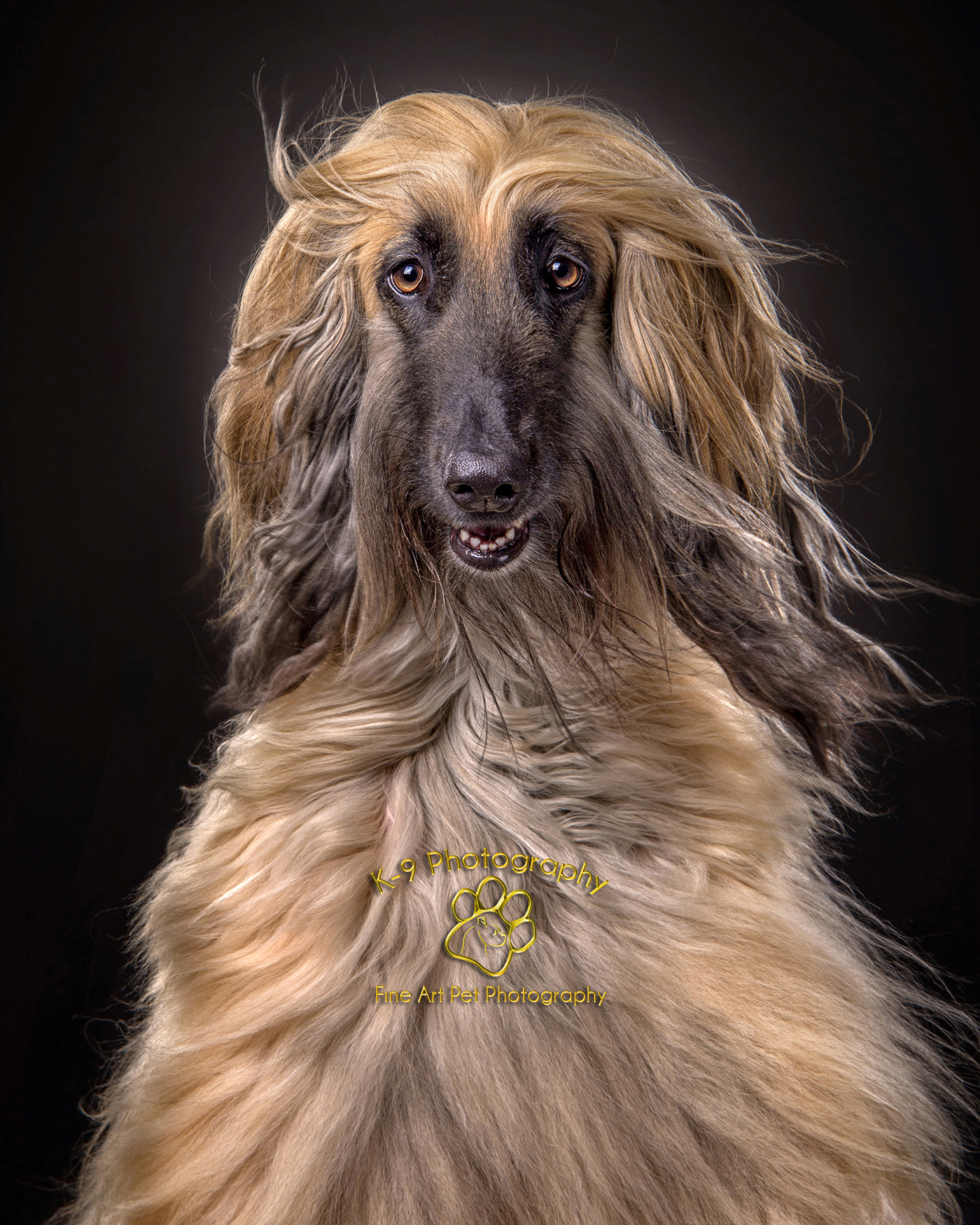 Amazing dog photography | Dog photography by k-9 photography