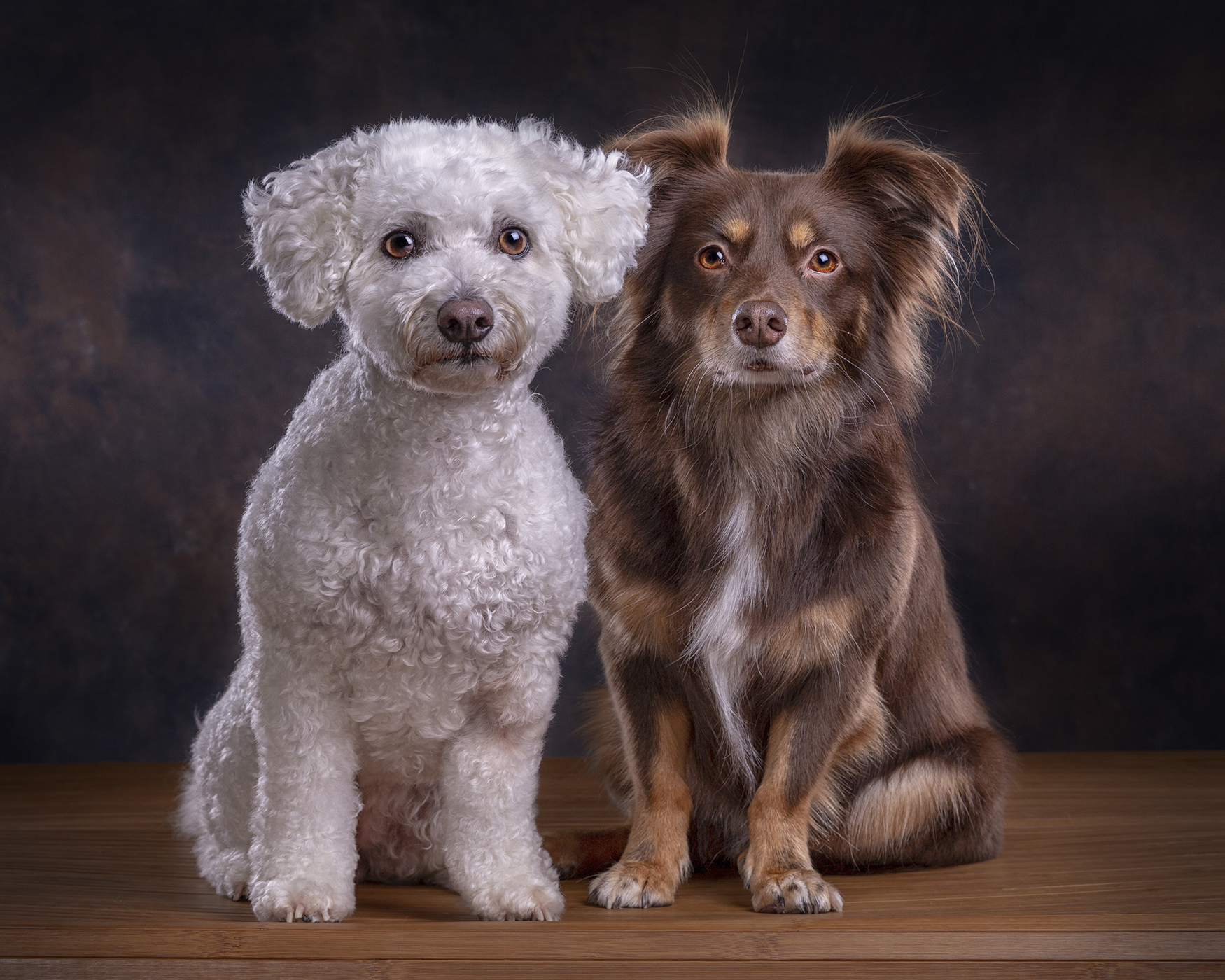 Five Star Photographer, When we left the studio we talked about how professional and friendly our session was all the way home.    I recommended the studio to all my dog friends  :) "    Stephanie Summers