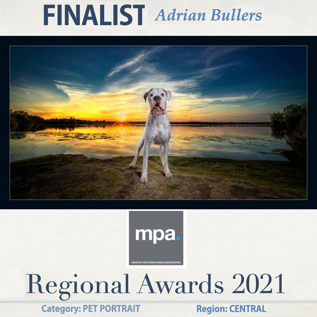 dog photography Master Photographers Association regional Awards finalist⁠ photograph of Frankie the Boxer"
