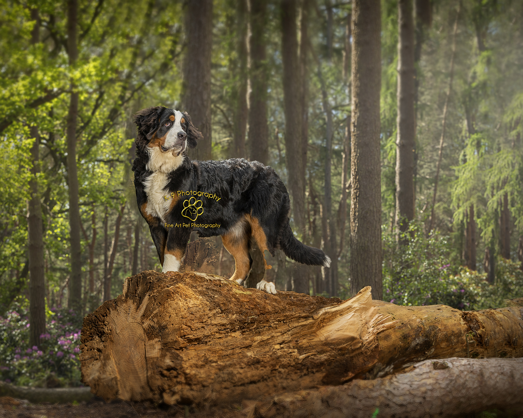 Dog photography in the woods
