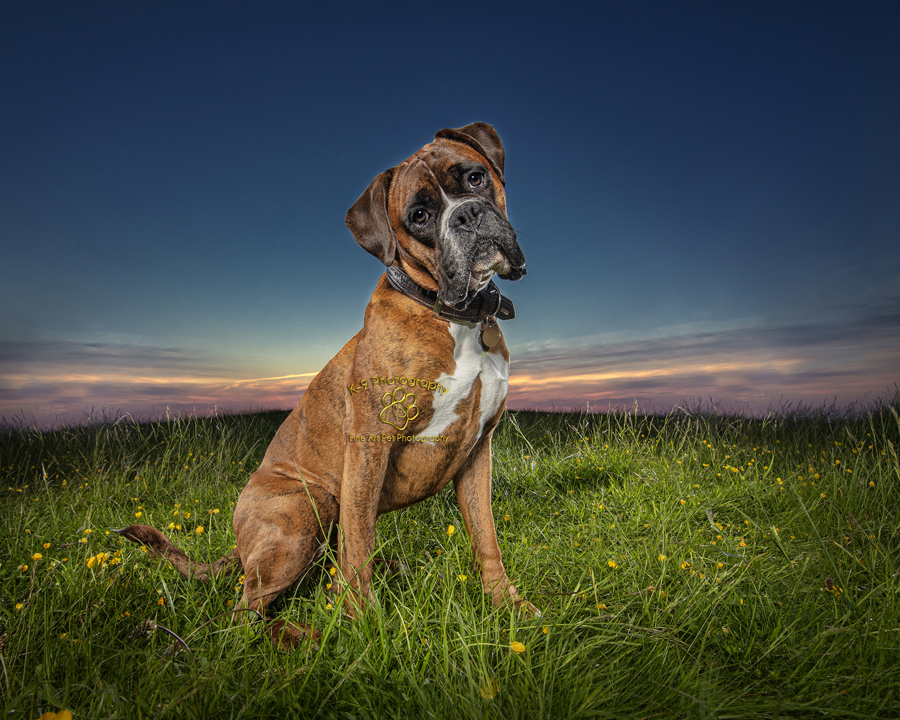 dog & pet photography in Bedford Bedfordshire