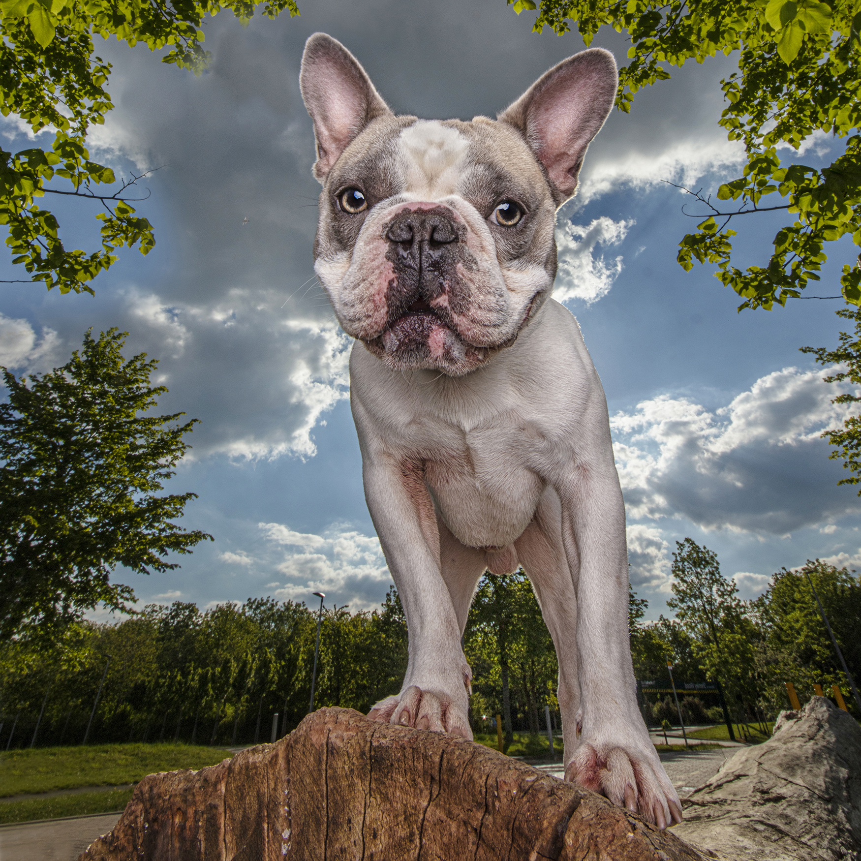 Dog and Pet Photography in London | Photographed on location by professional Award winning Dog photographer Adrian Bullers