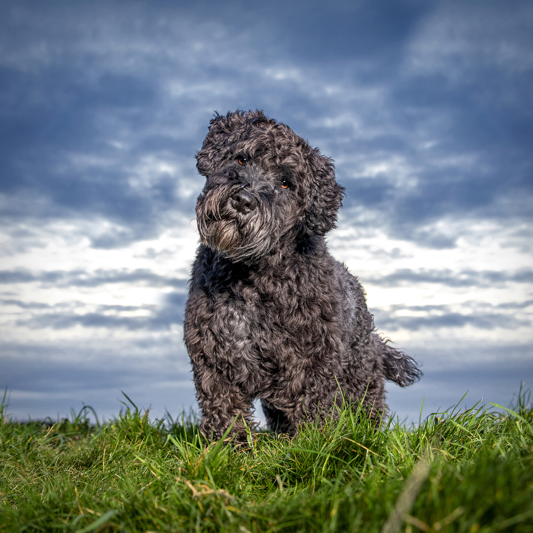 K-9 Photography Dog and Pet Photography Professional | Adrian Bullers Photographer