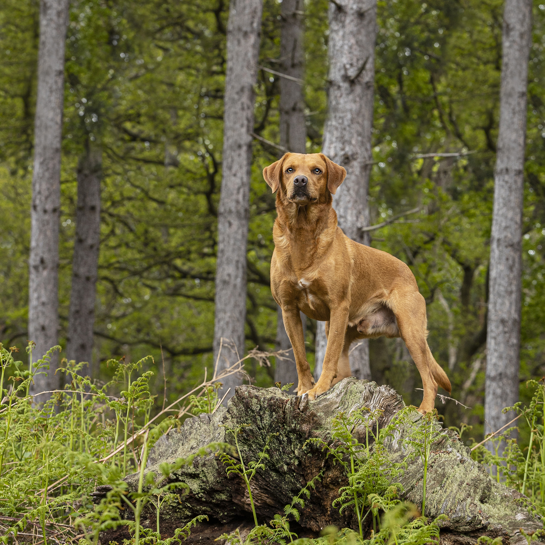 beautiful Labrador photography in the woods and on location