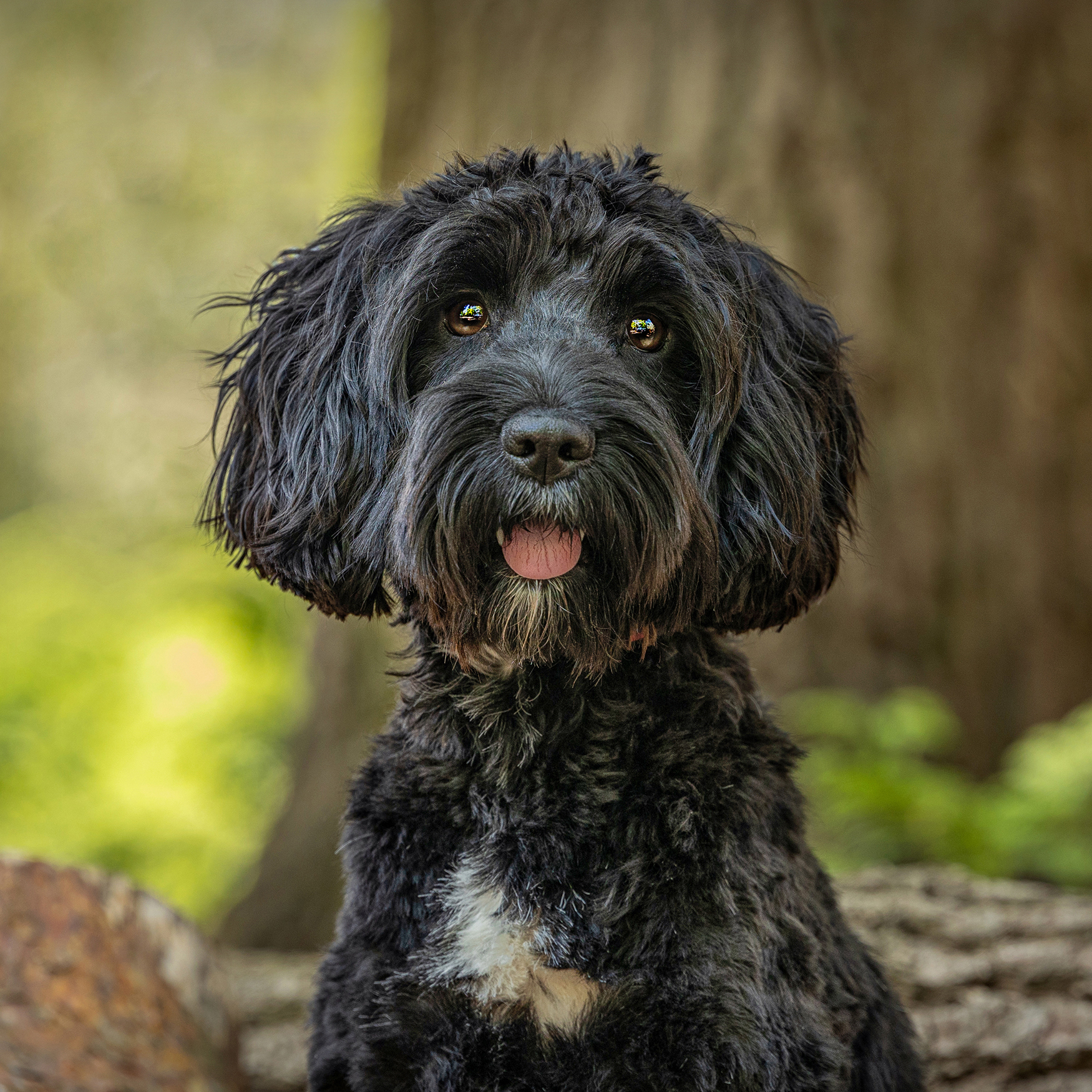 K-9 Photography Pet Photography Professional | Adrian Bullers Photographer