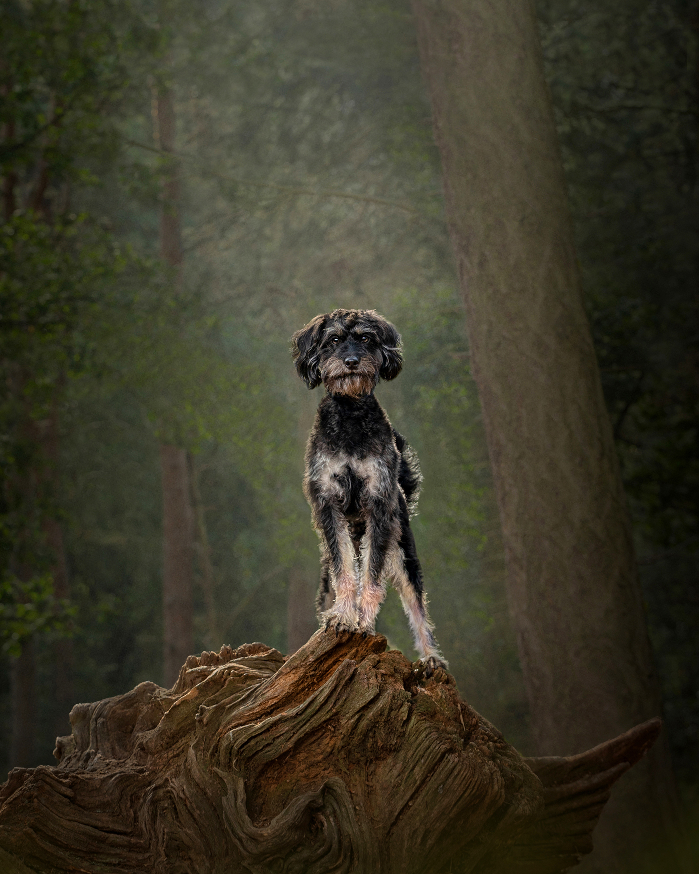 Outdoor Dog Photography in Bedford London and the UK | Photographed in the studio on a Brown background by professional UK Pet photographer Adrian Bullers