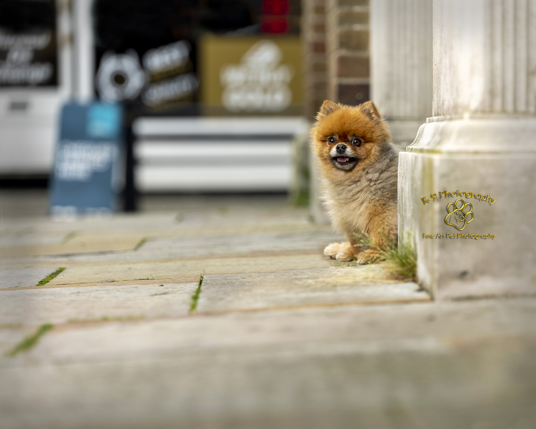 Urban dog photography on location in Hertfordshire