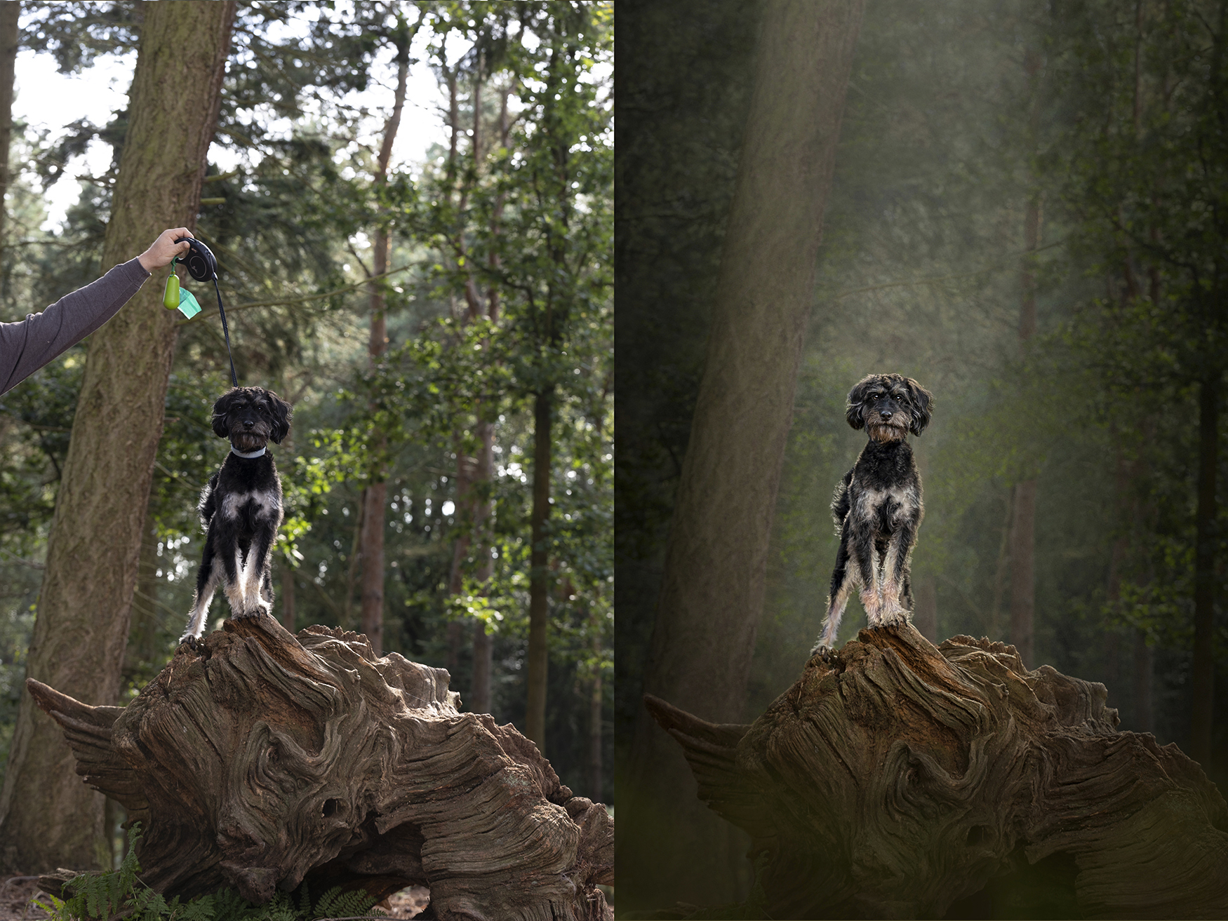 an example of dog photography before and after, with and without a lead
