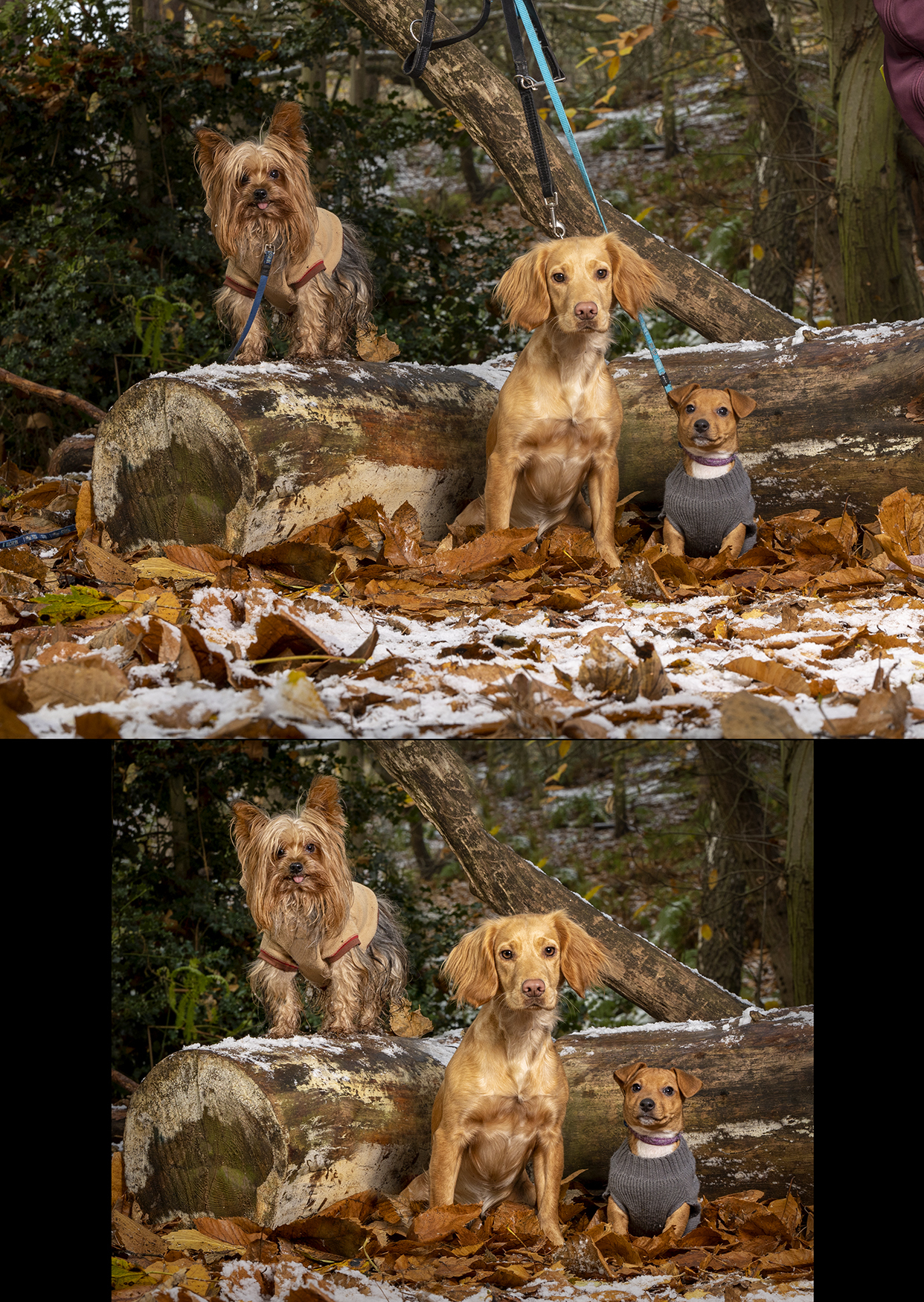 The magic used when preparing your dog photography session images