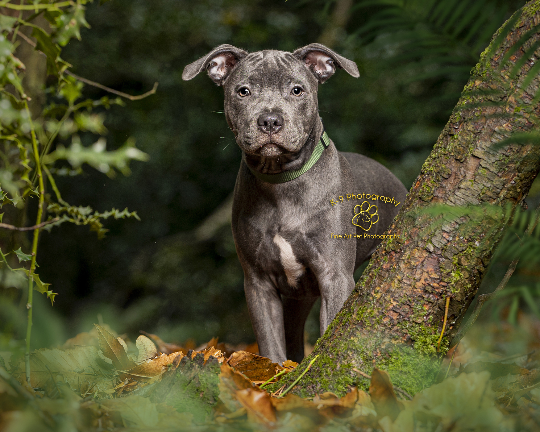Location puppy photography in Bedfordshire | Photographed on location by professional Award winning Bedford dog photographer Adrian Bullers
