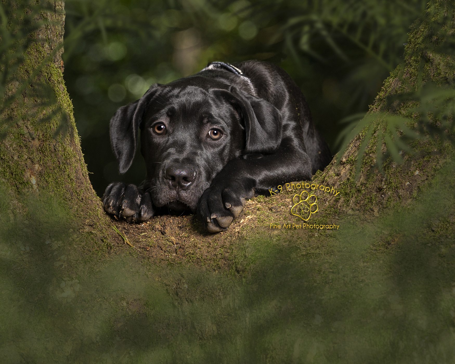 New puppy photography sessions Bedfordshire UK
