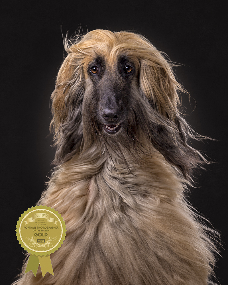 An award winning Dog photography winning entry