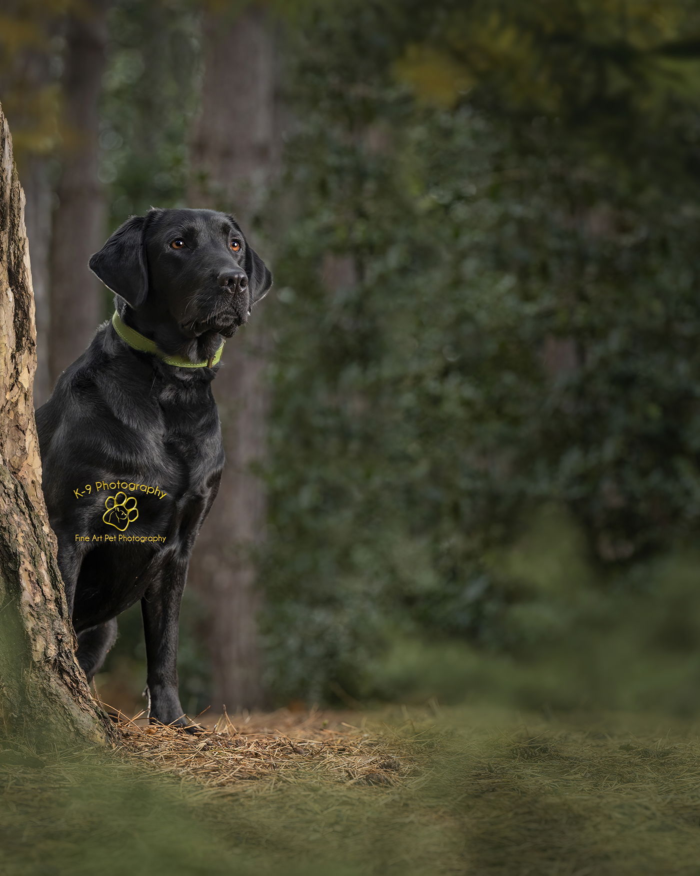 Dog and Pet Photography specialist in Bedford, Bedfordshire |photographed in the studio by award winning Dog and Pet photographer Adrian Bullers