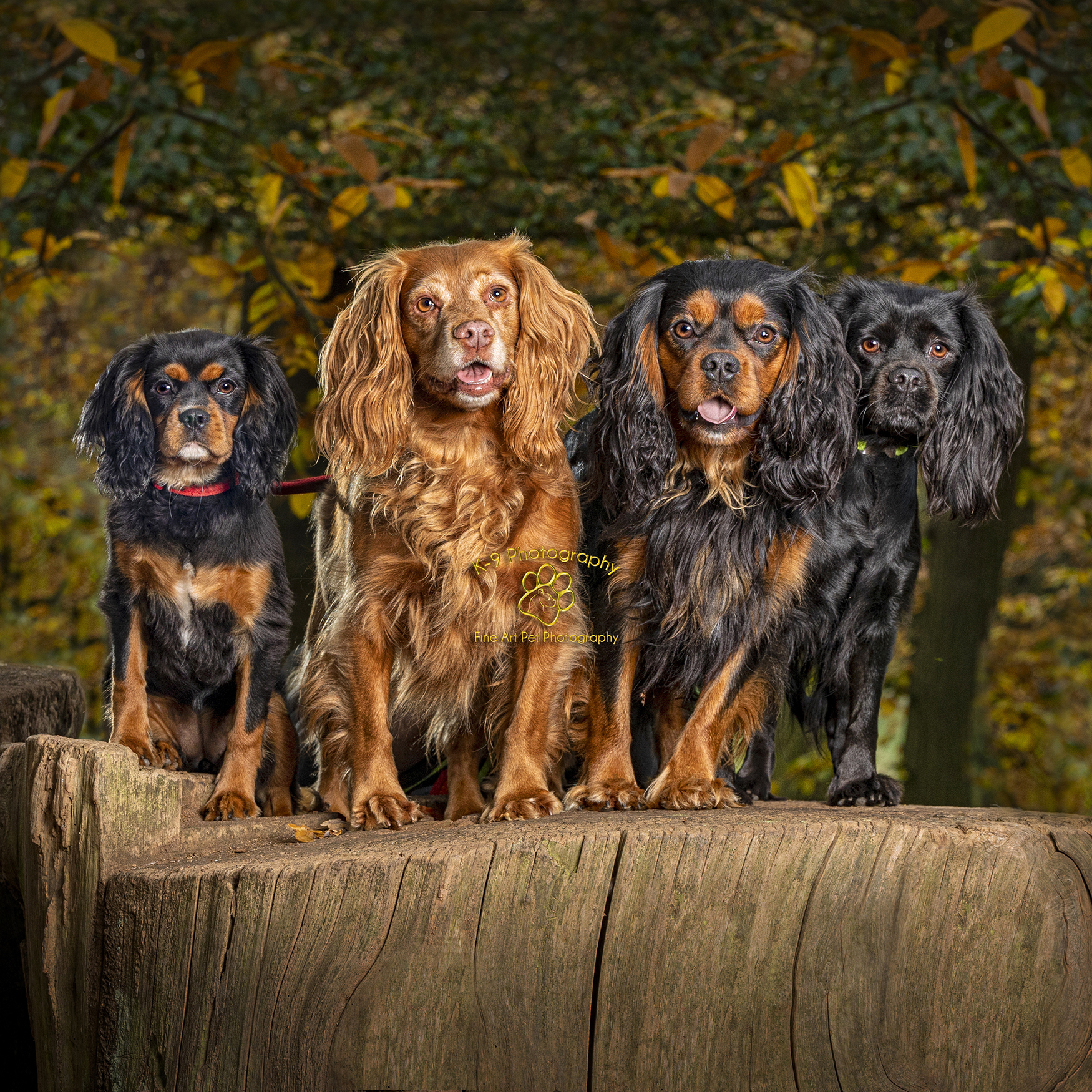 Dog photography on location with four Spaniels