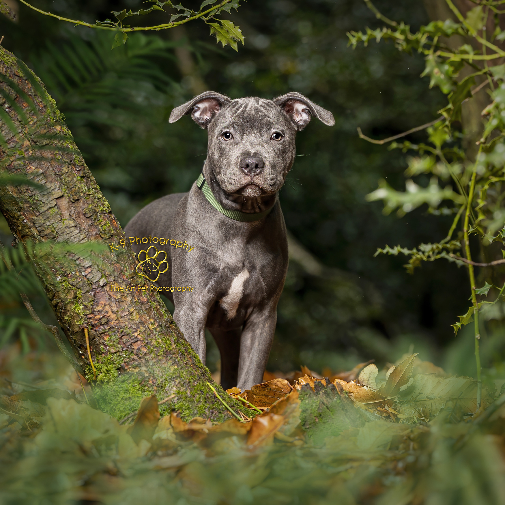 Blue staffy puppy photograph on location in the woods