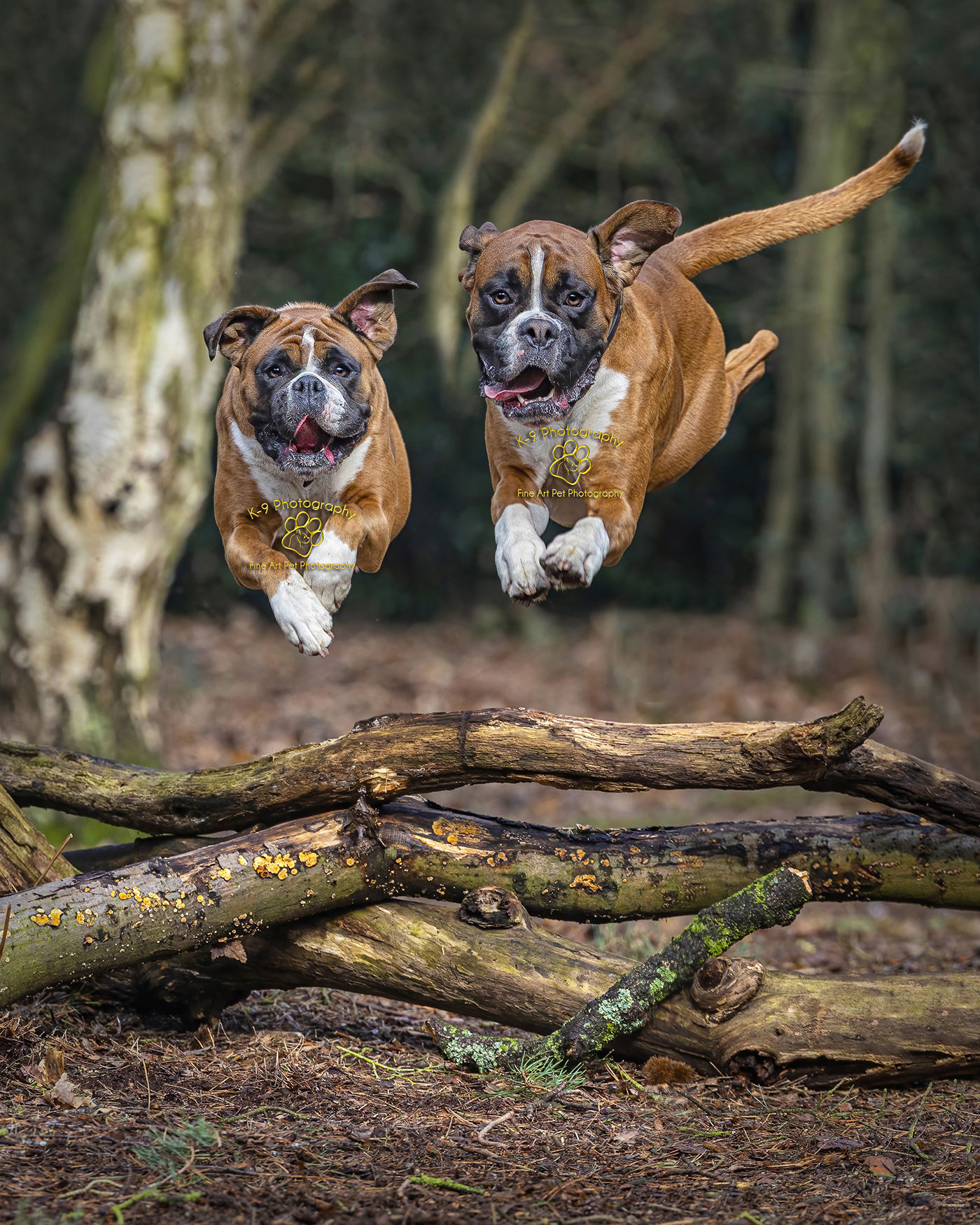 Award winning location Dog Photography from UK Pet photographer Adrian Bullers