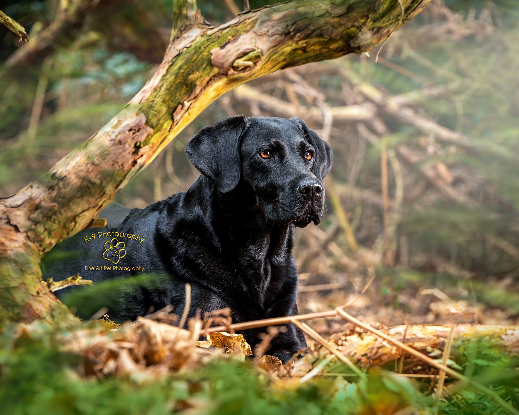 Dog Photography from professional Bedfordshire Pet photographer Adrian Bullers