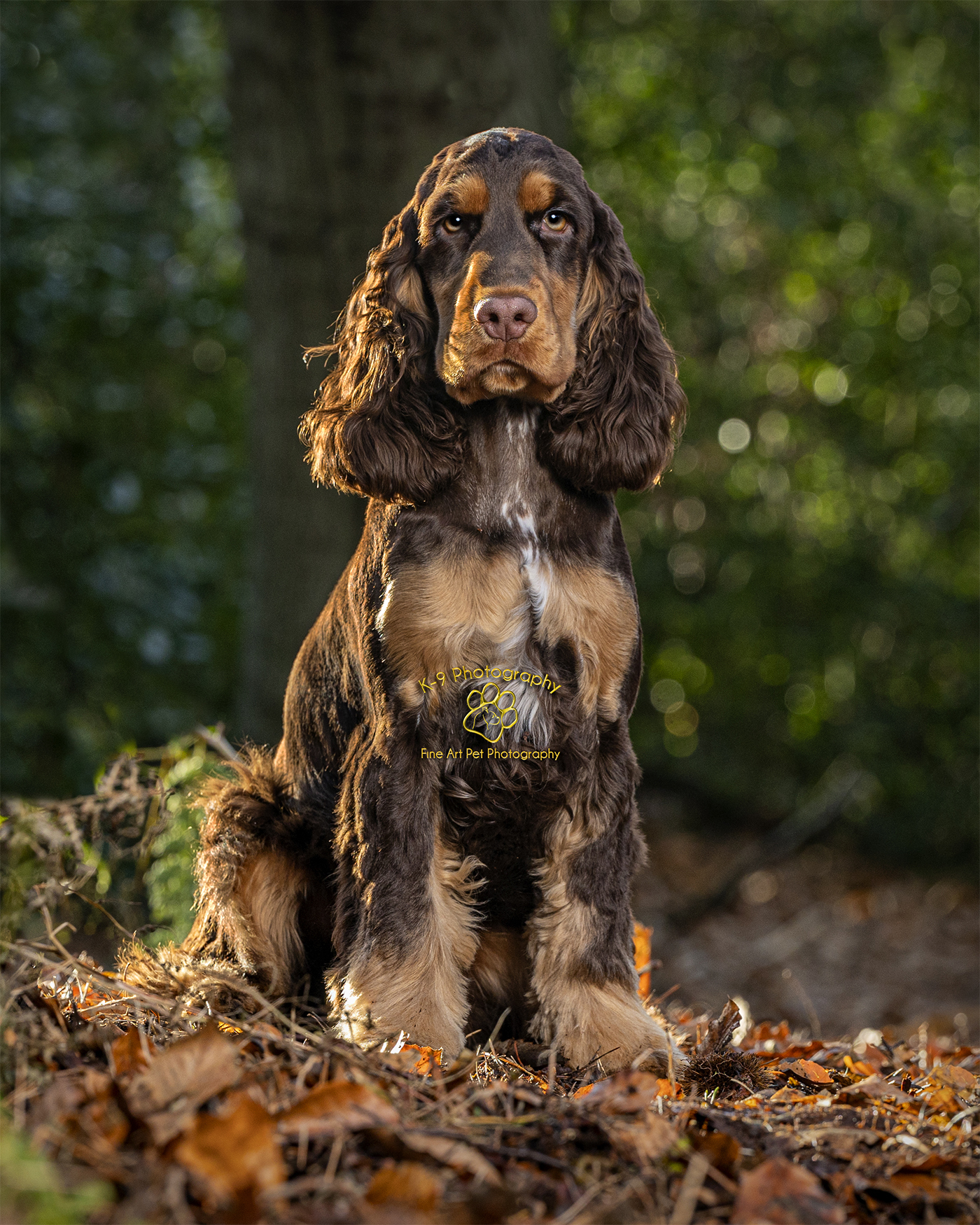 Outdoor Dog Photography in Bedford | Photographed in the studio by professional Award winning Bedfordshire Pet photographer Adrian Bullers