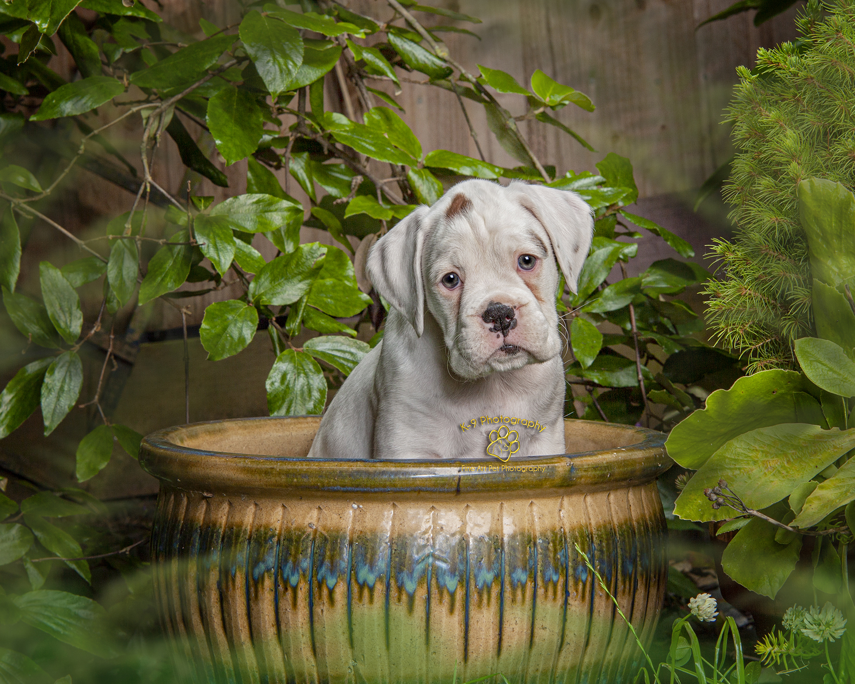 New puppy photography sessions London and the UK