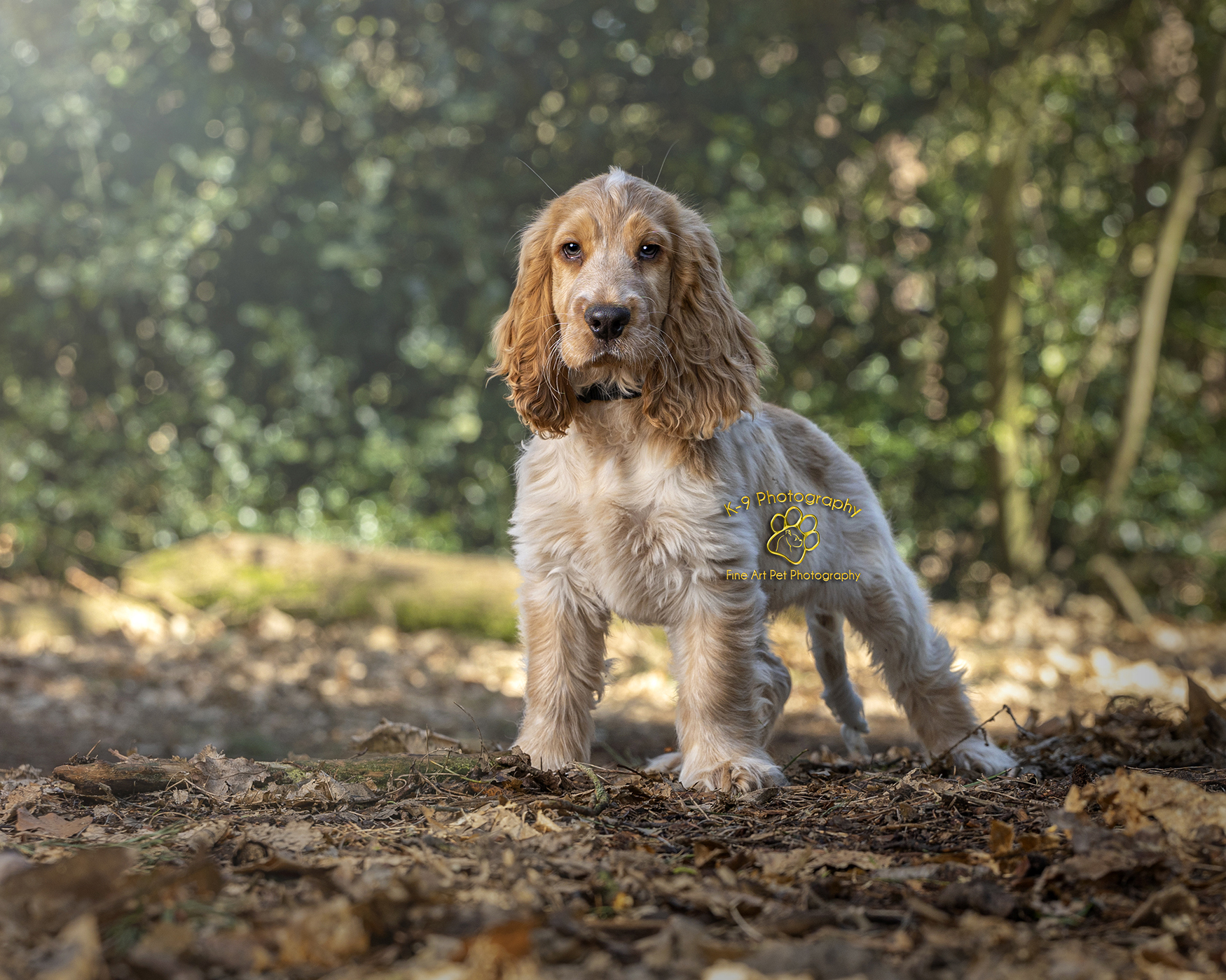 Beautiful puppy photography from Bedfordshire dog photographer Adrian Bullers