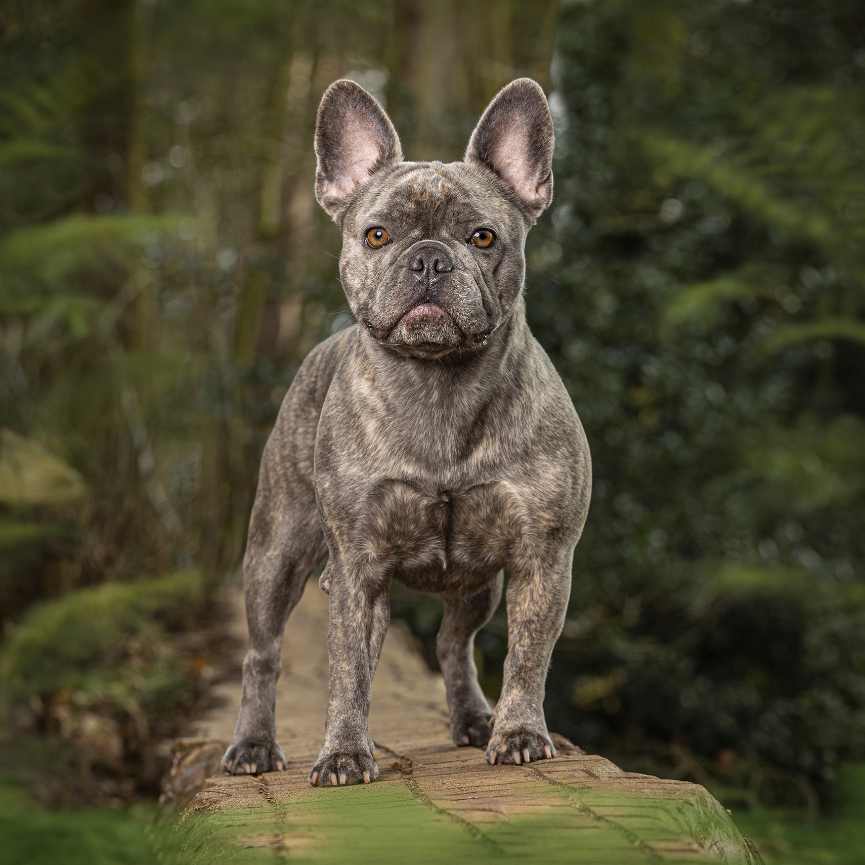 Adorable puppy photography from Bedfordshire Pet photographer Adrian Bullers