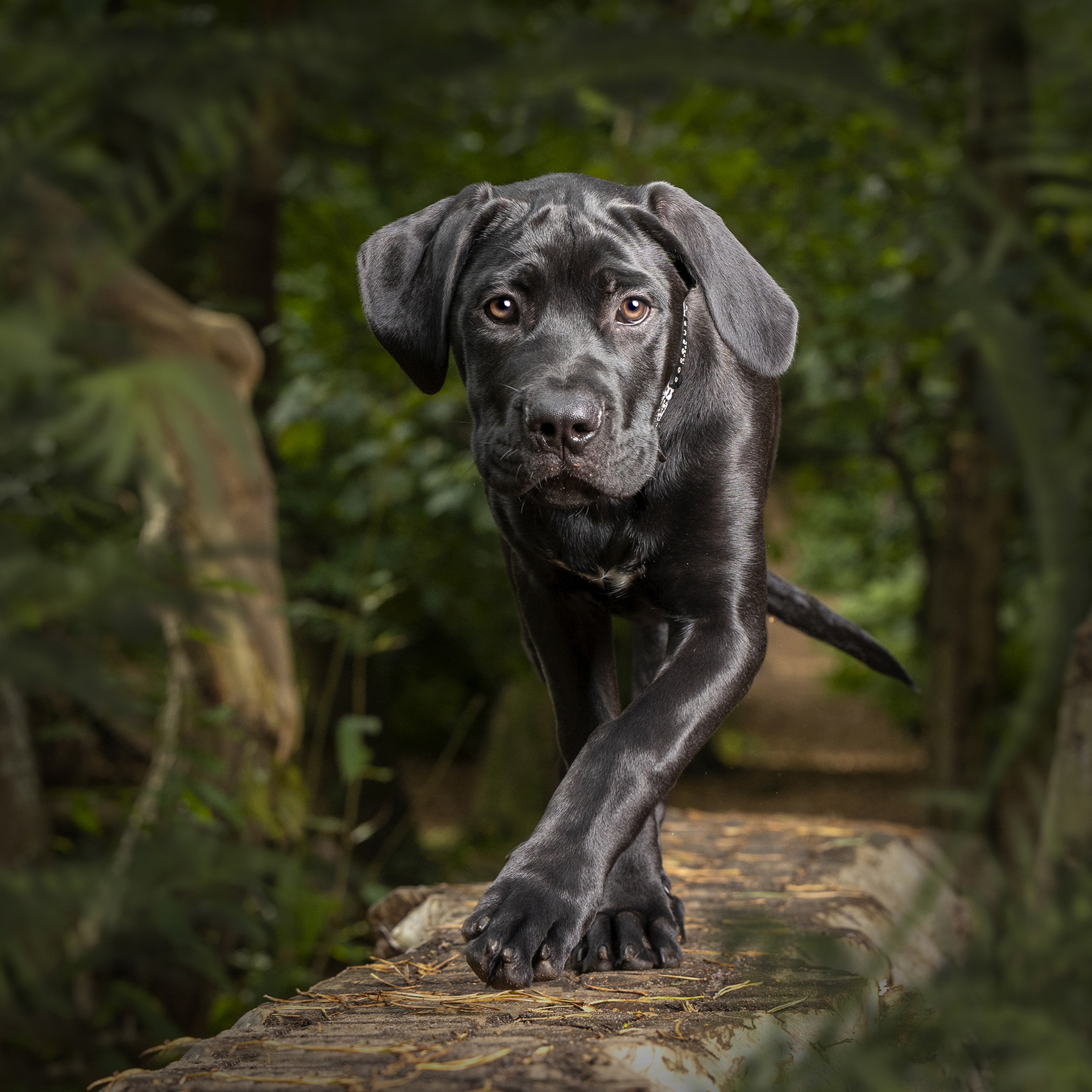 Award winning puppy photography from professional Bedford Pet photographer Adrian Bullers