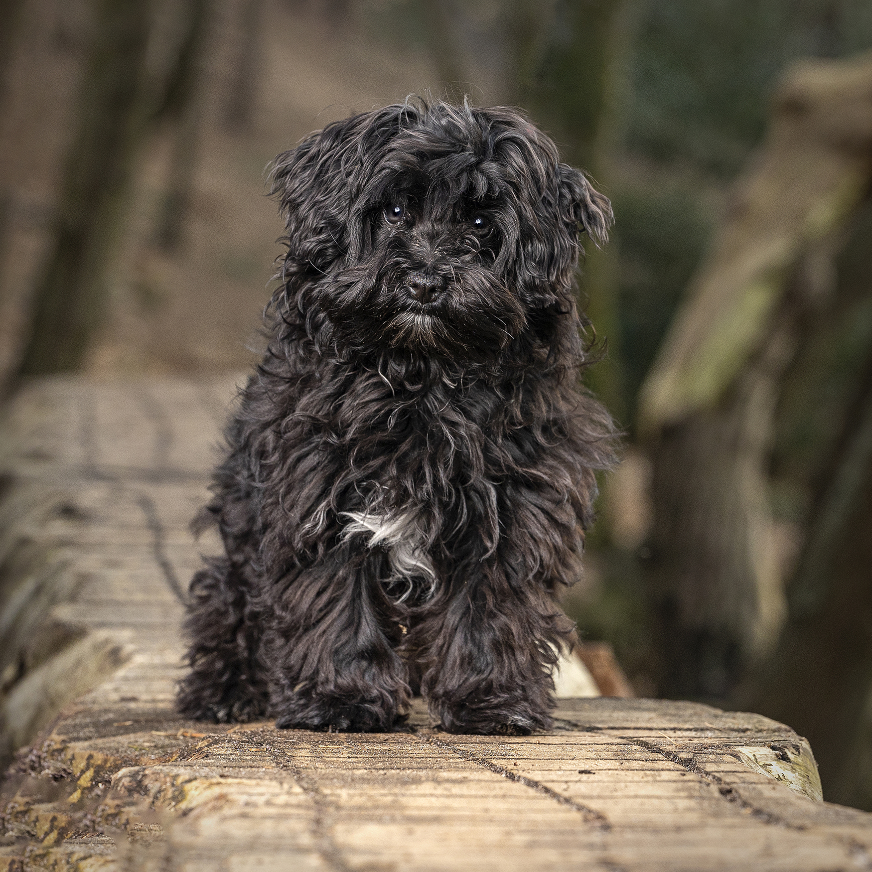 New puppy photography sessions Cambridgeshire UK