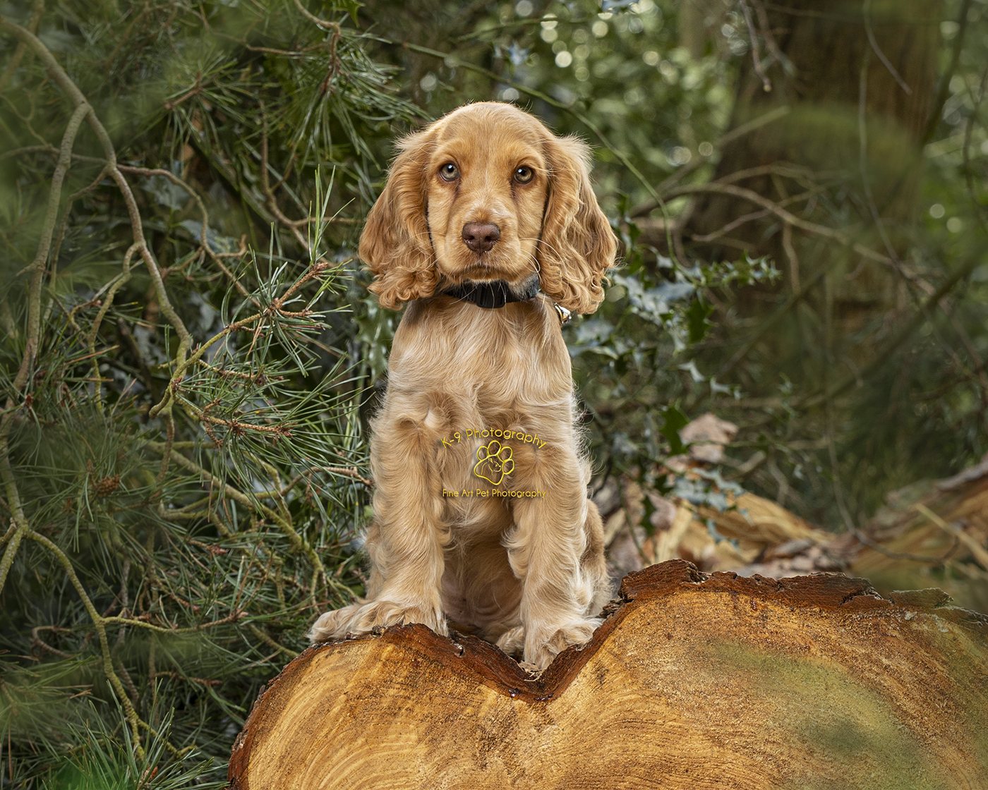 Adorable puppy photography from Bedfordshire dog photographer Adrian Bullers