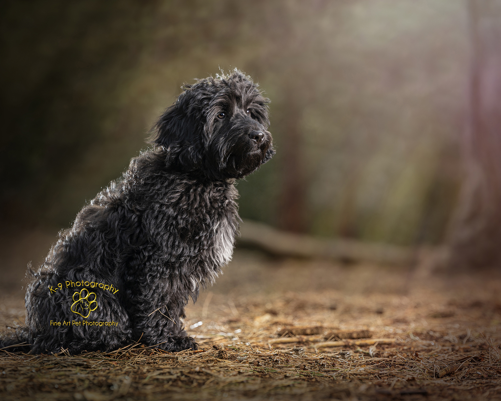Dog Photographer Adrian Bullers photographing a Cockapoo in the woods