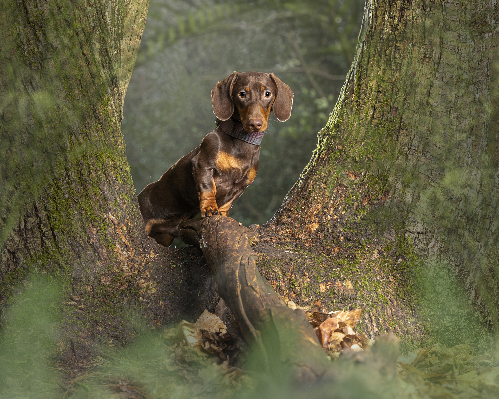 a location dog photography session featuring a brown sausage dog